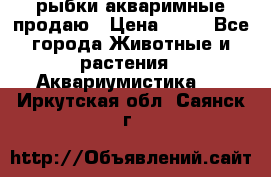 рыбки акваримные продаю › Цена ­ 30 - Все города Животные и растения » Аквариумистика   . Иркутская обл.,Саянск г.